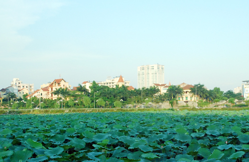 Khung cảnh sen Hồ Tây quận Tây hồ